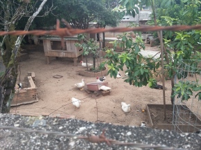chicken/duck/turkey farm